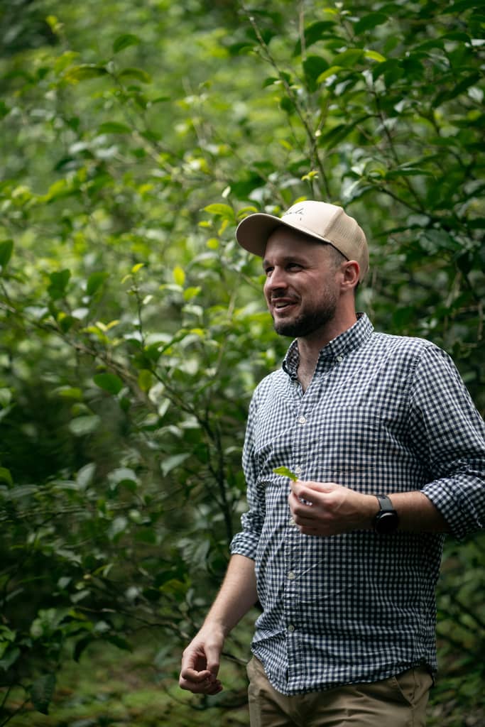Chalu founder Fraser Kennedy tasting tea leaves from a 600-year-old Pu’er tree in the forests near Shuangjiang, Lincang, Yunnan.