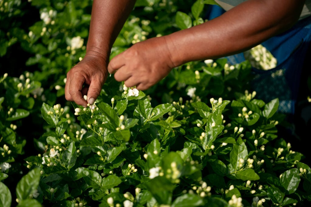 Unopened jasmine buds being hand-picked in Yuanjiang, Yunnan, during the traditional scenting process for jasmine tea.